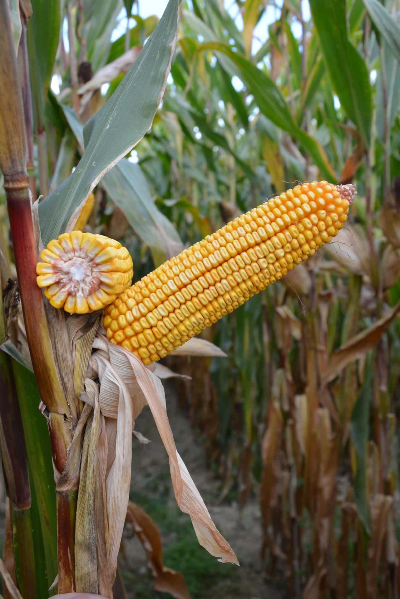 OLCANI
MID-EARLY MAIZE