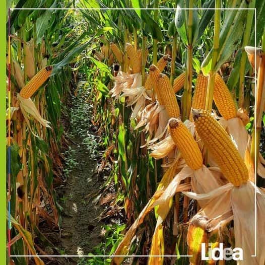 Discover the latest seeds trends and developments with Agritel & Lidea!