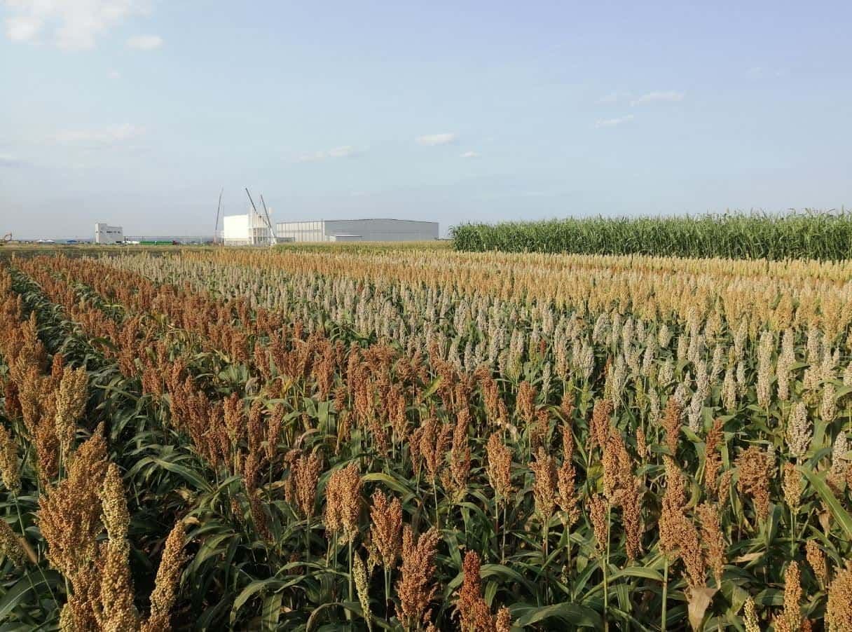 Panicles at maturity, leaves steyed green: the secret of sorghum harvest