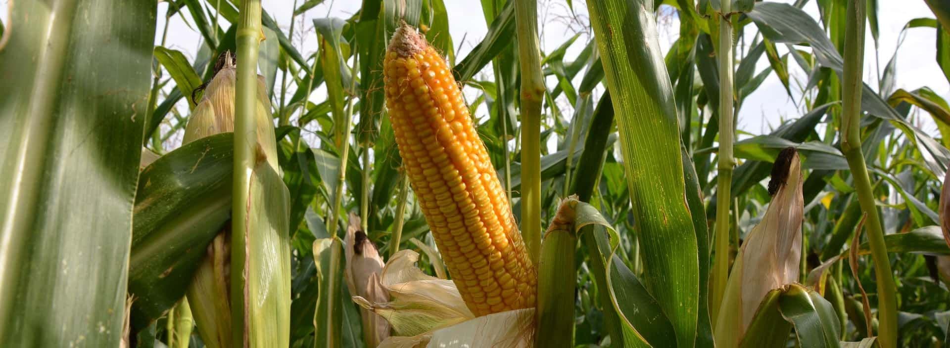 Corn cob 