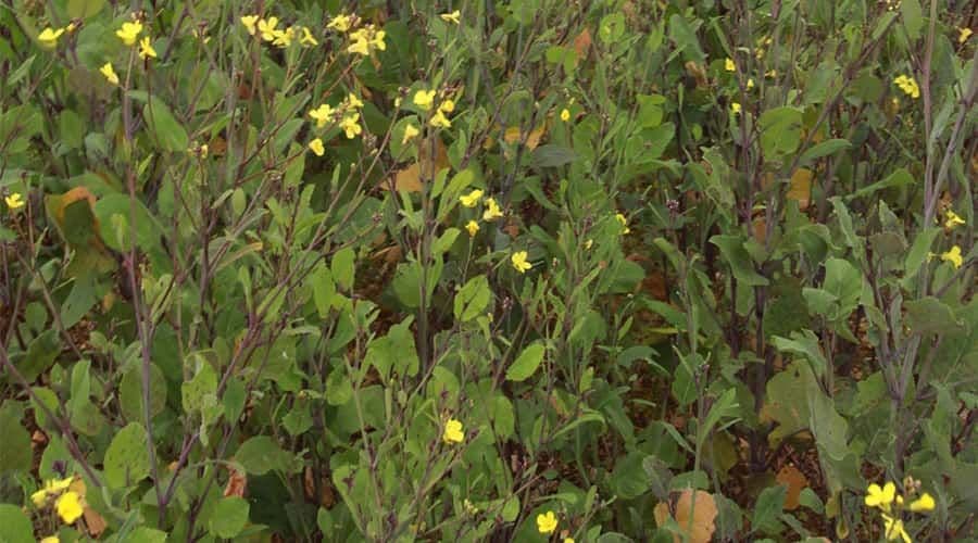 Etiopian mustard
Family: Brassicaceae