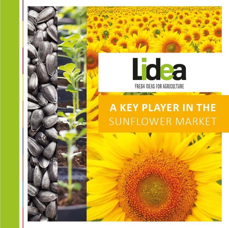 Lidea, a key player in the sunflower market