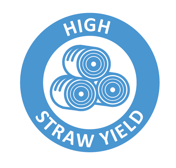 high straw yield