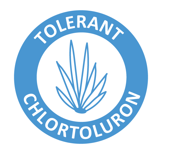 tolerant chlortoluron