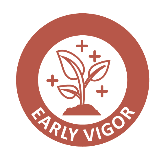 early vigor