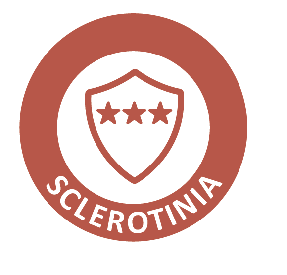 sclerotinia