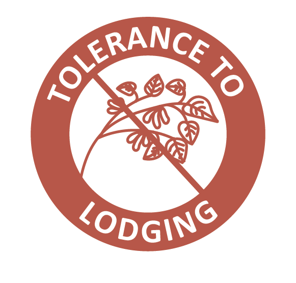 tolerance_to_lodgong