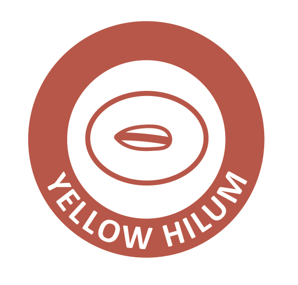 yellow_hilum