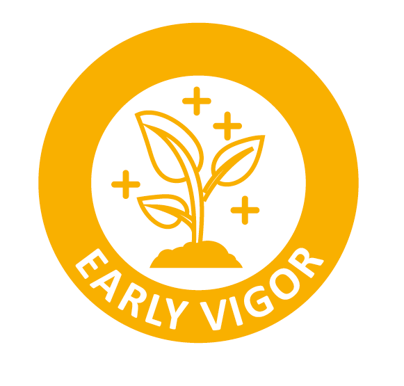 early_vigor